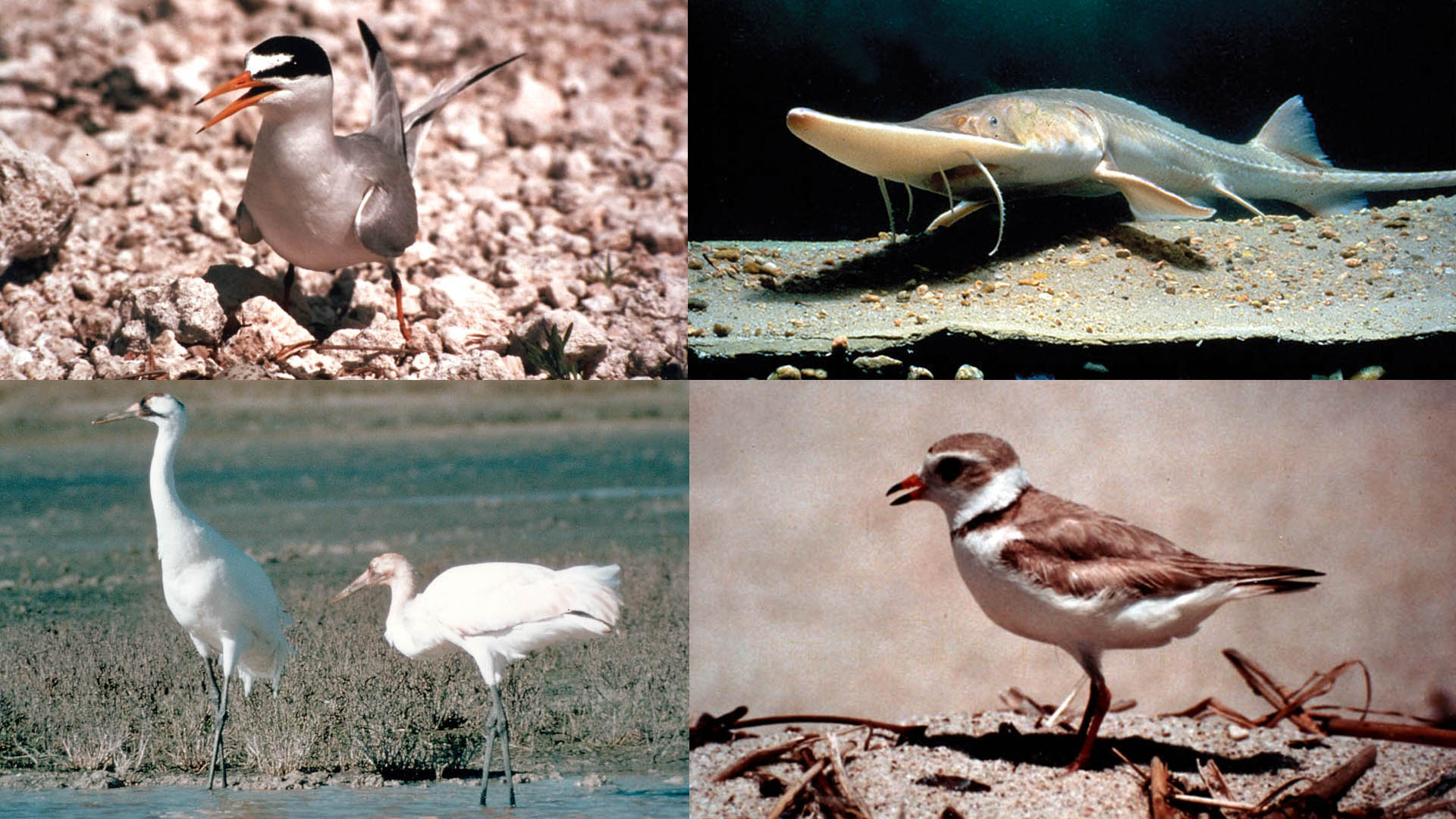 Endangered birds and fish.