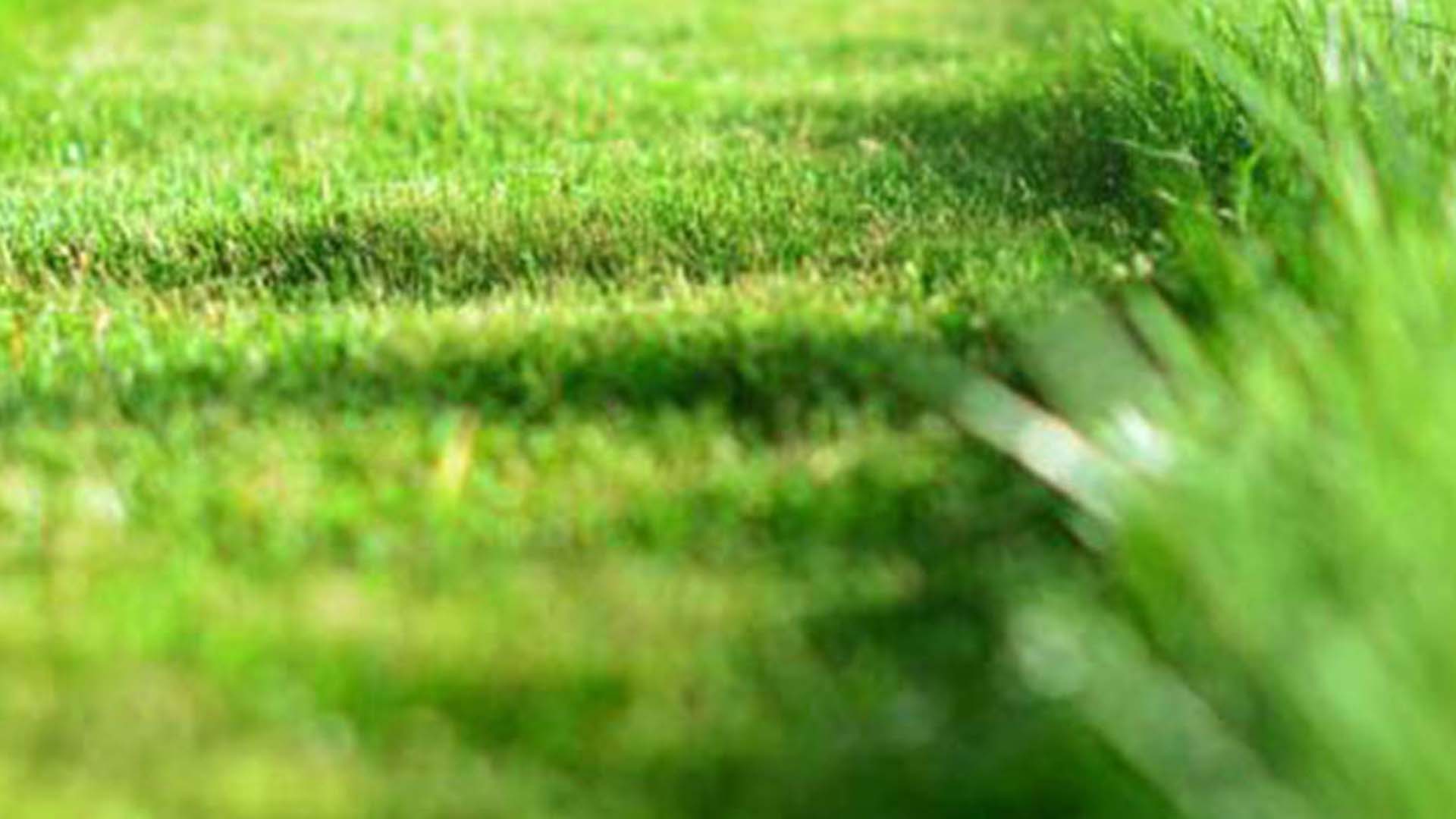 Turf with the left side mowed shorter than the right.