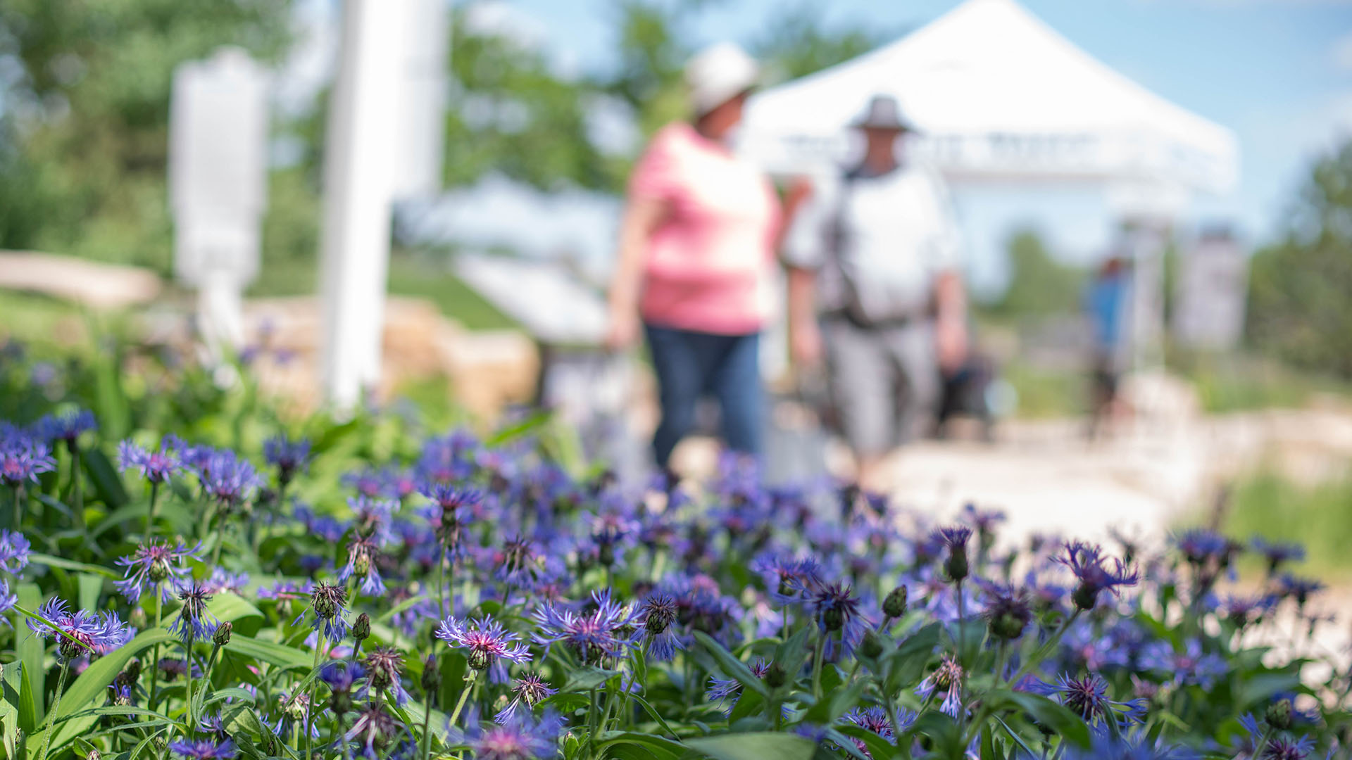 Purple flowers in the foreground with people wandering the gardens. 