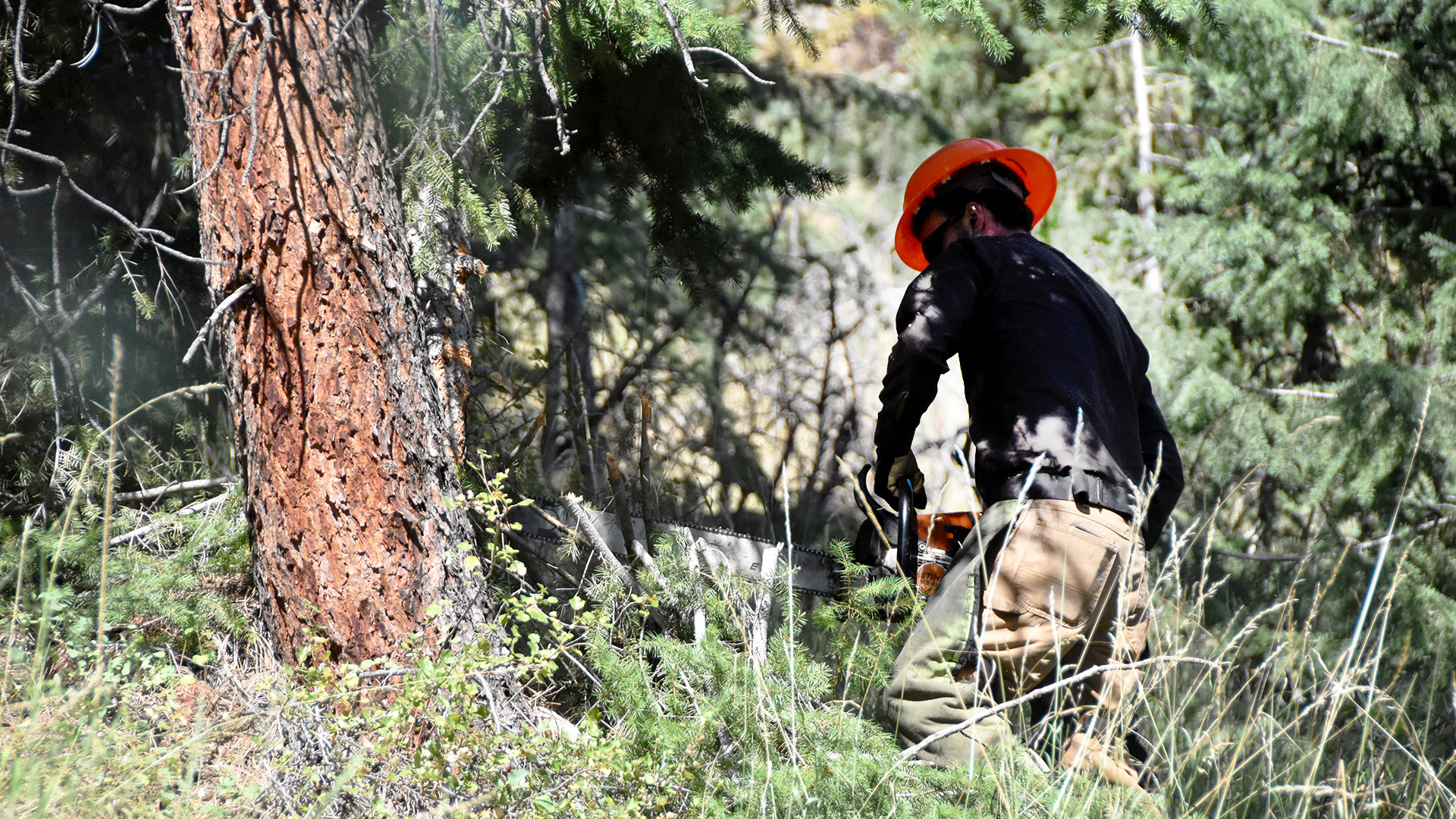 Man cutting trees in the forest.