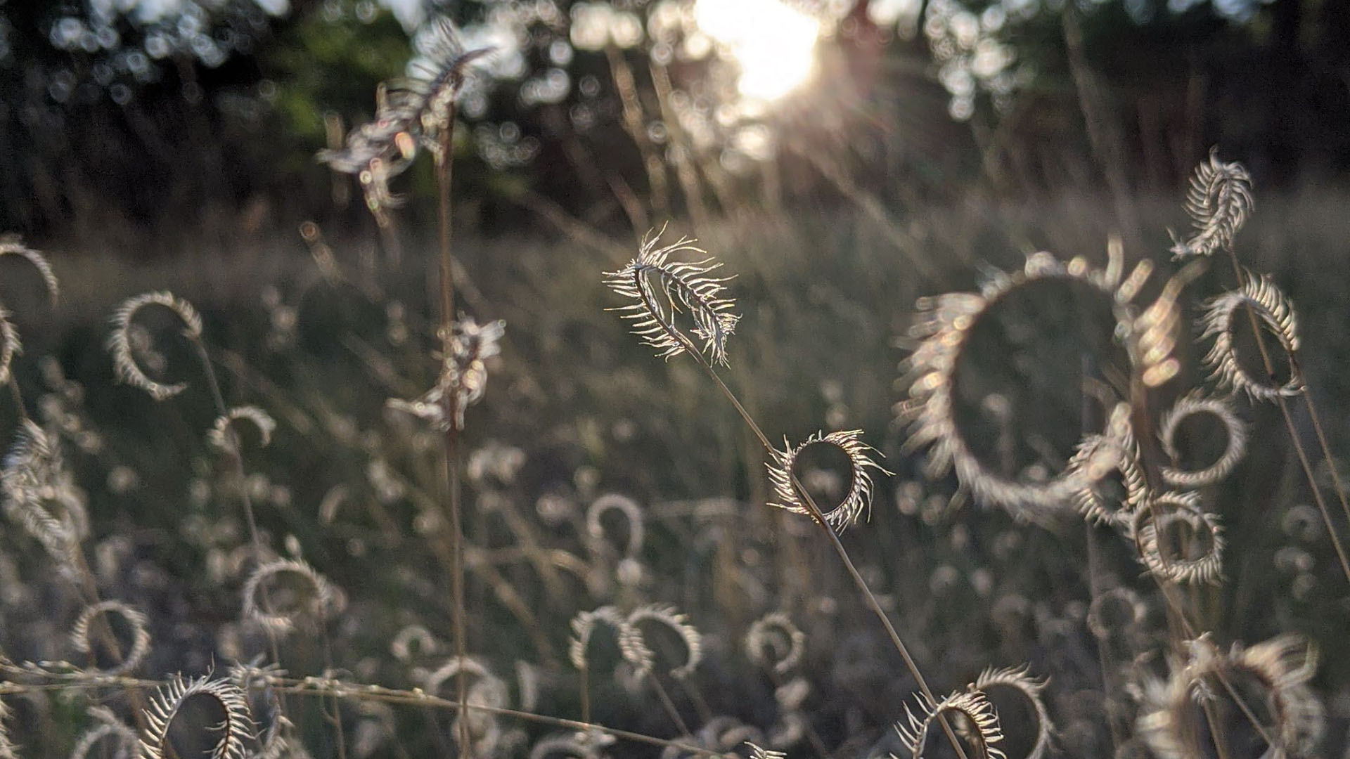 Sideoats Grama native grass