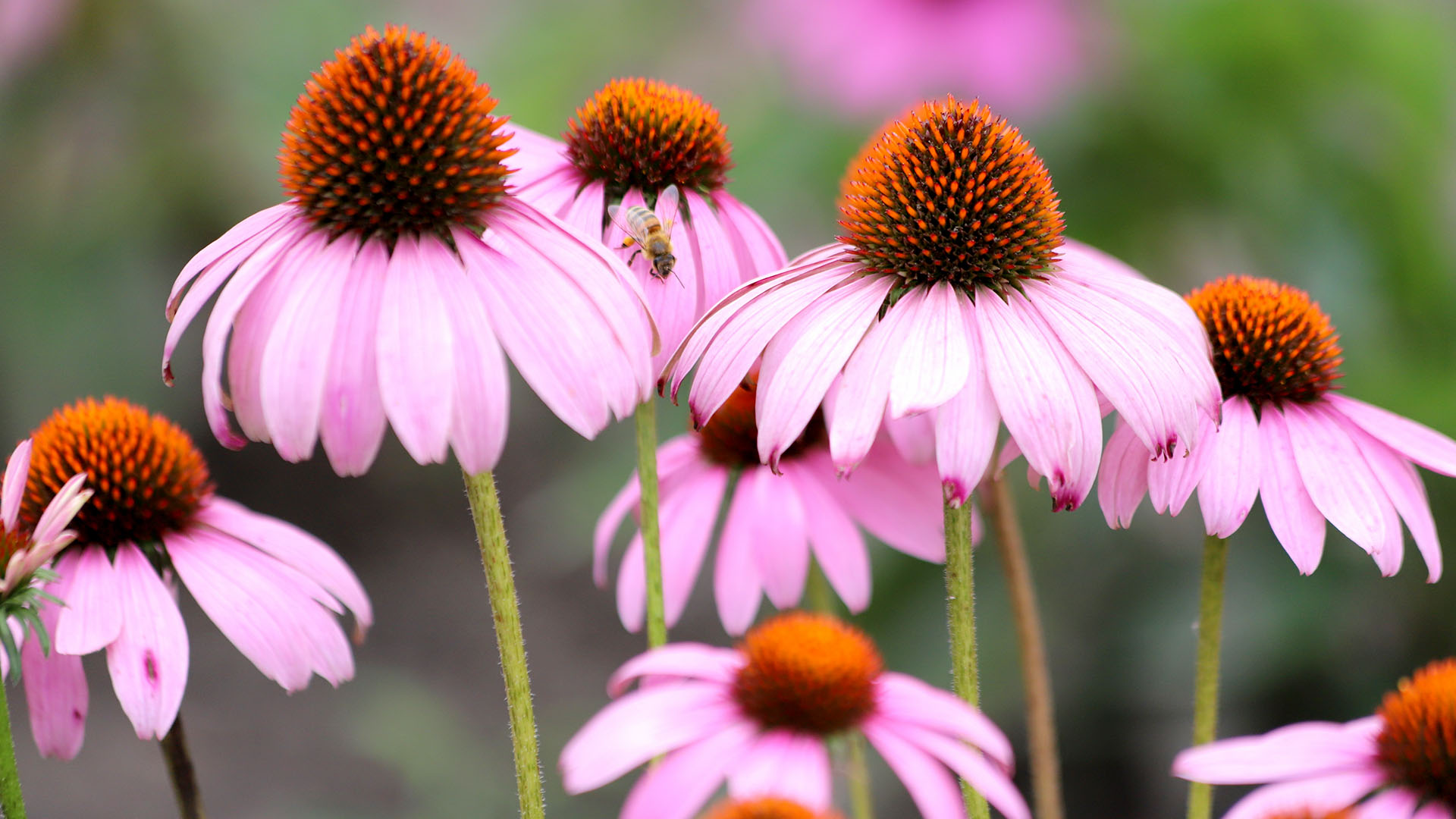 Bright pink flowers with a cone-like center. 