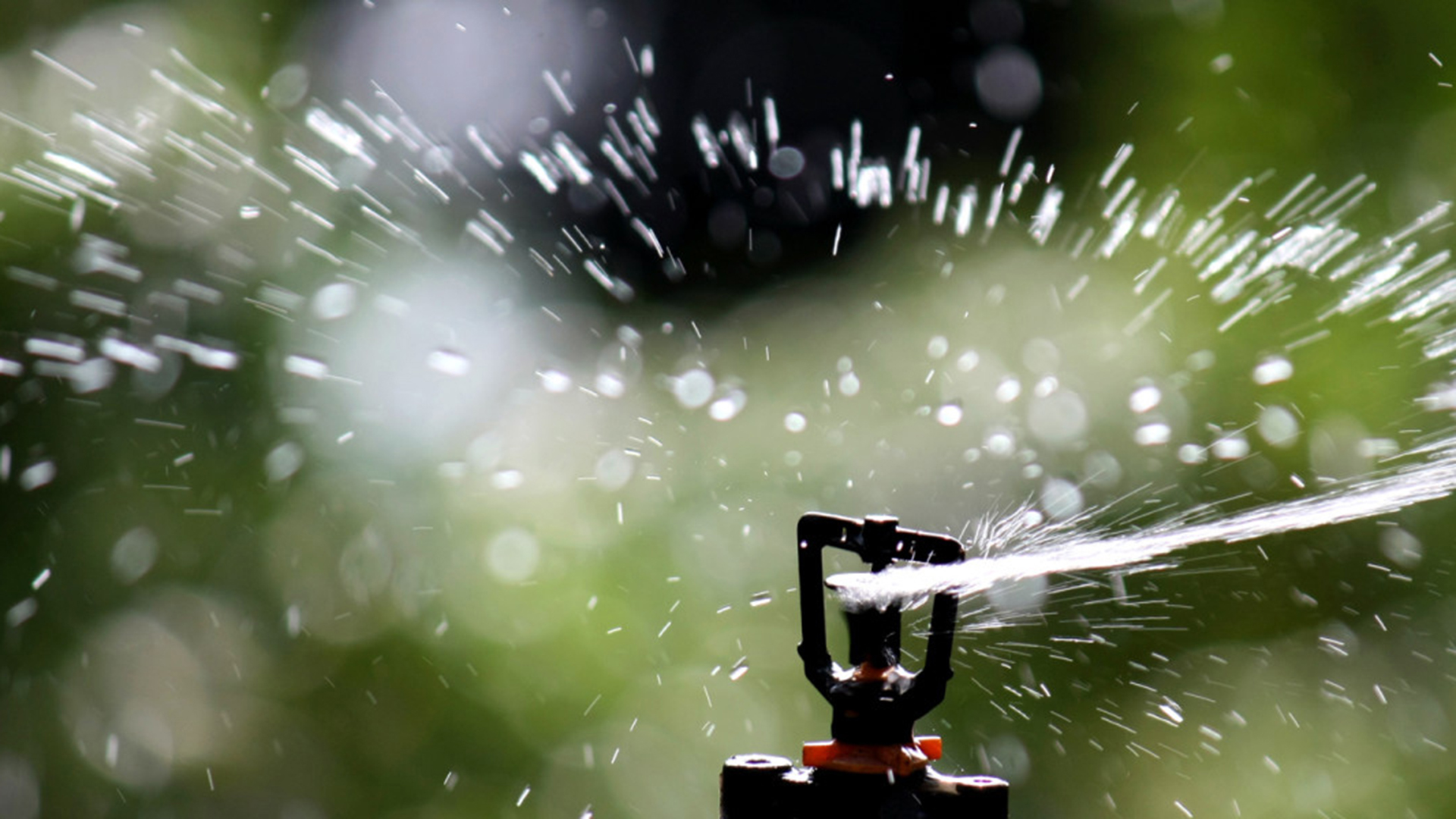 Sprinkler head in turf