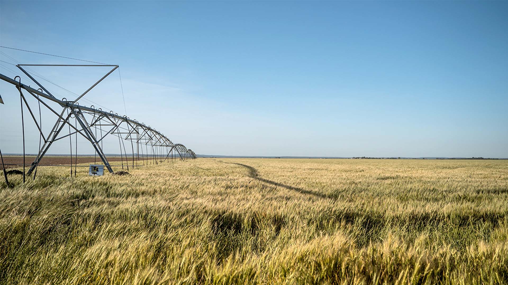 Irrigation pivot over a field of crops.