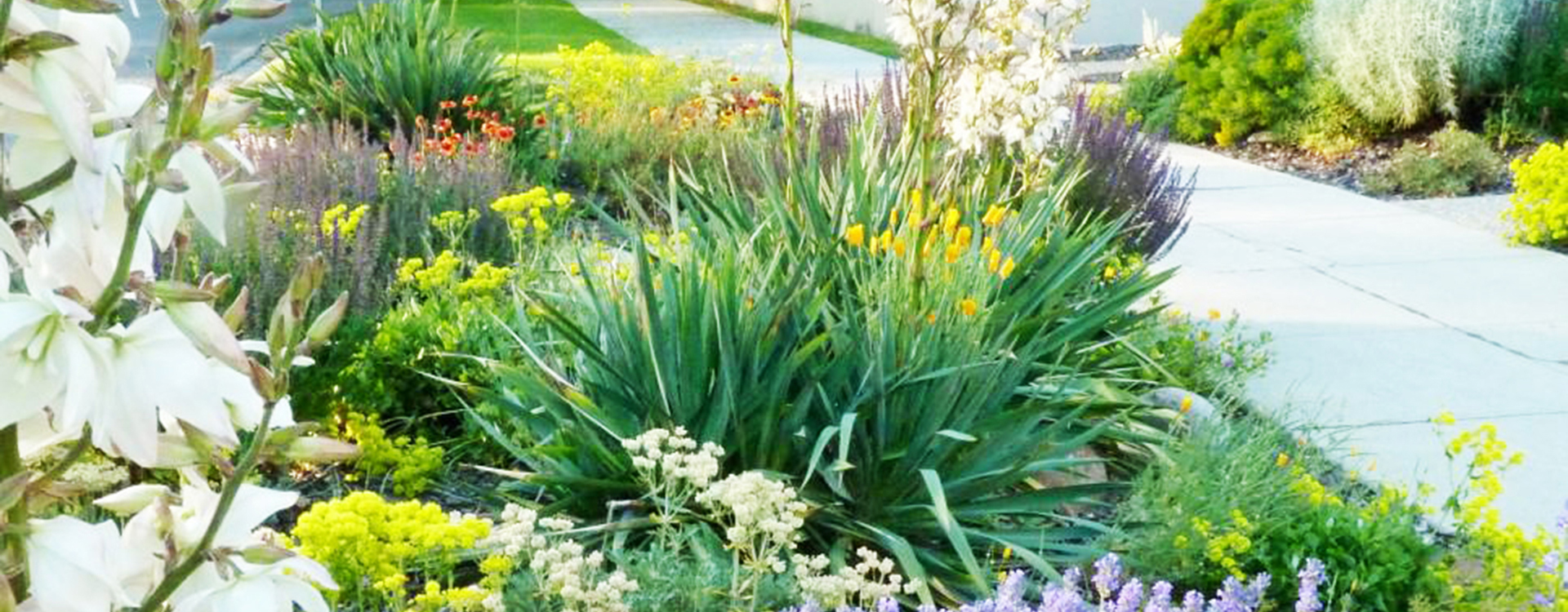 Water wise plants in a street strip