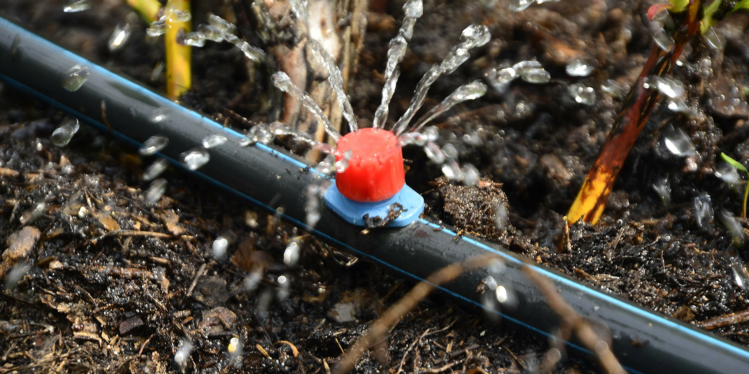 drip line running by plants in a garden