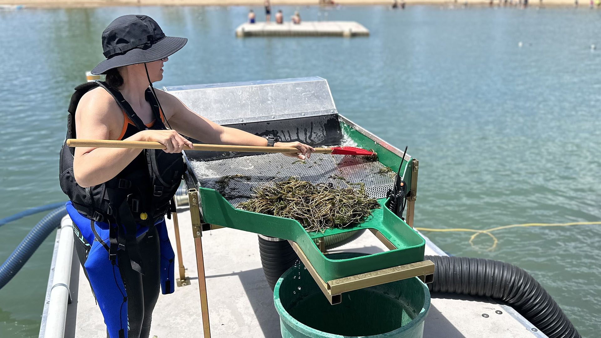 Lady in a wetsuit wearing a hat scrapping Eurasian Water Milfoil into a bucket.
