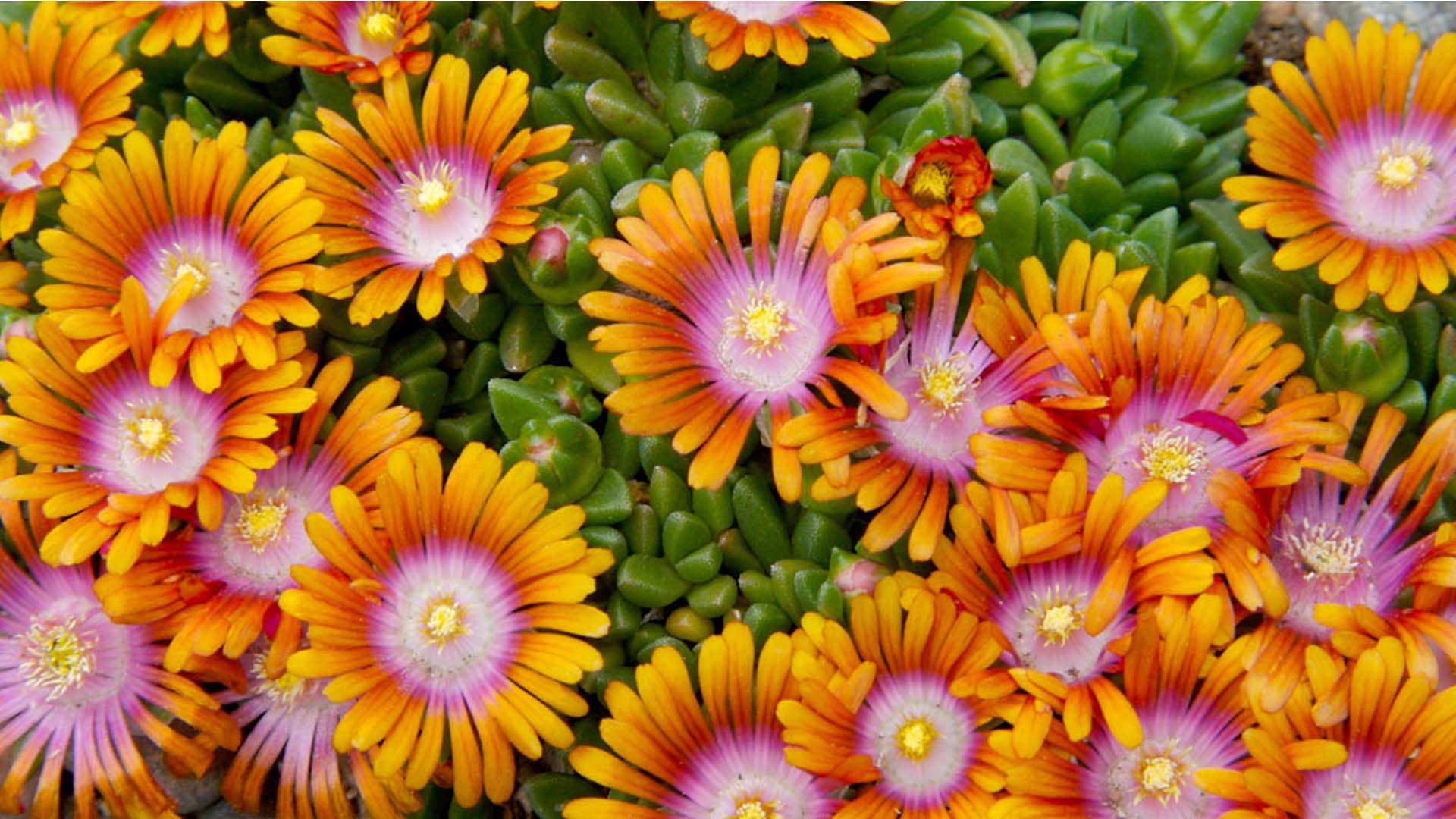 Orange flower with centers that fade red to pink to white. 