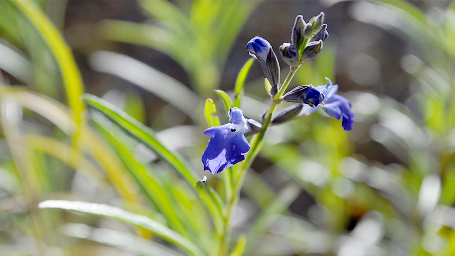 Autumn Sapphire Sage