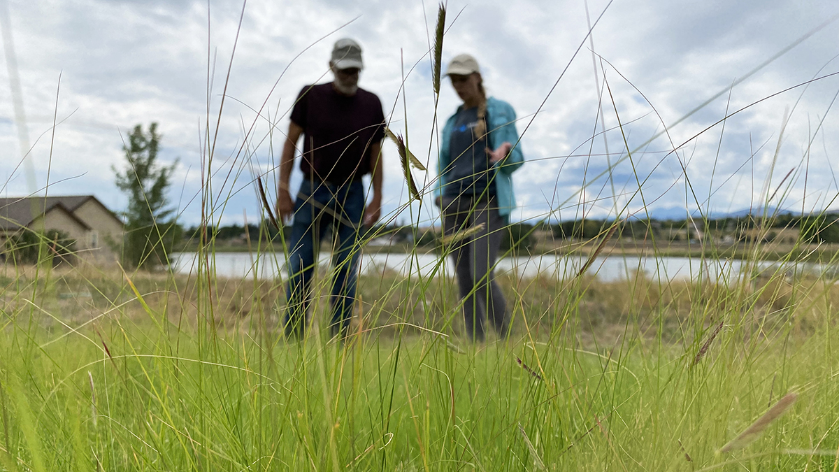 Two people overlook a site that was converted from Kentucky Bluegrass to Native Grass. B