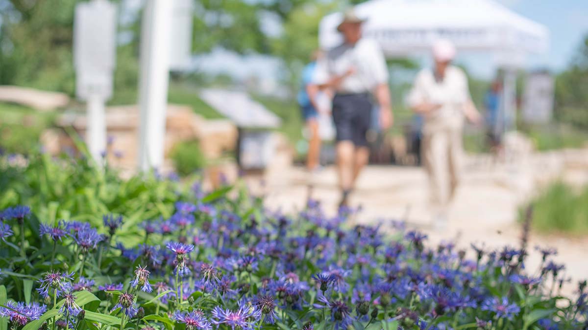 Purple flowers in the foreground with blurred people in the background on a sunny day. 