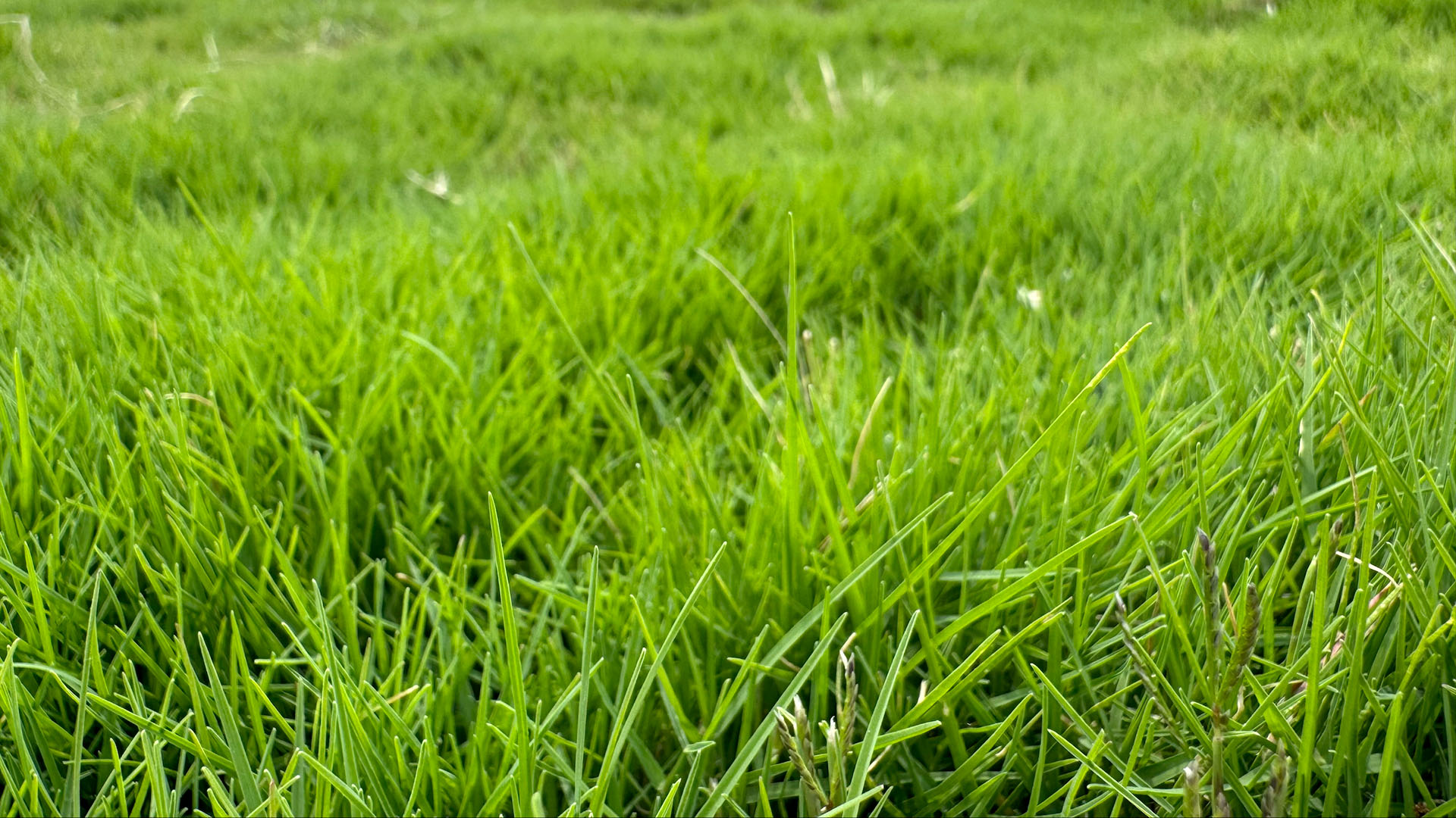 Blades of Dog Tuff Grass which are more water efficient.