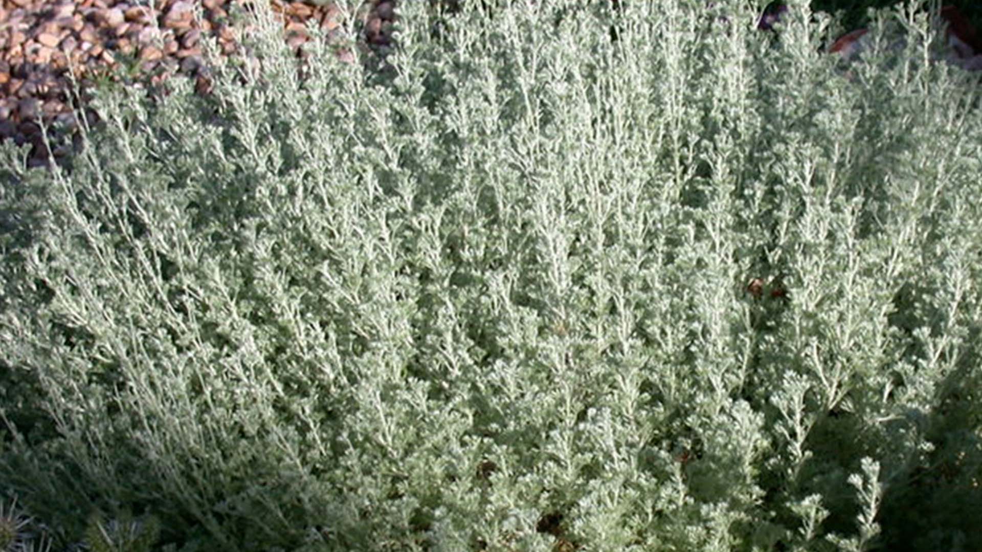 Fringed Sage