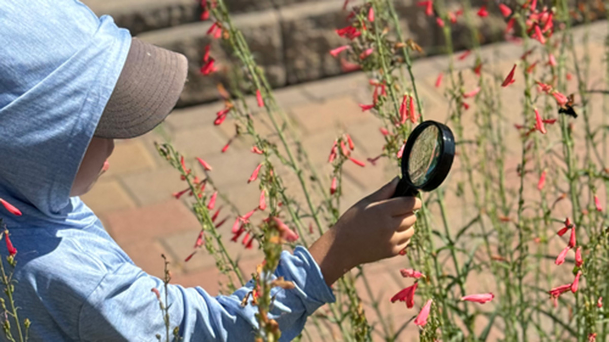 Young child looks through magnifying glass for pollinators in the Conservation Gardens