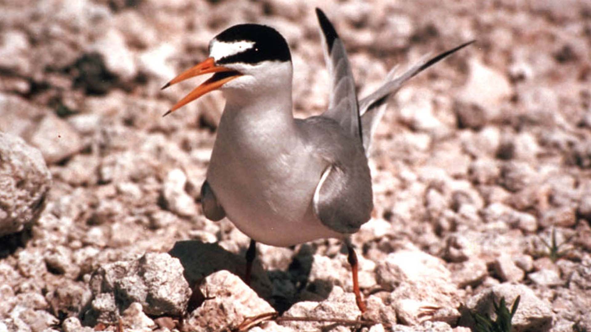 A small grey bird with orange beak.