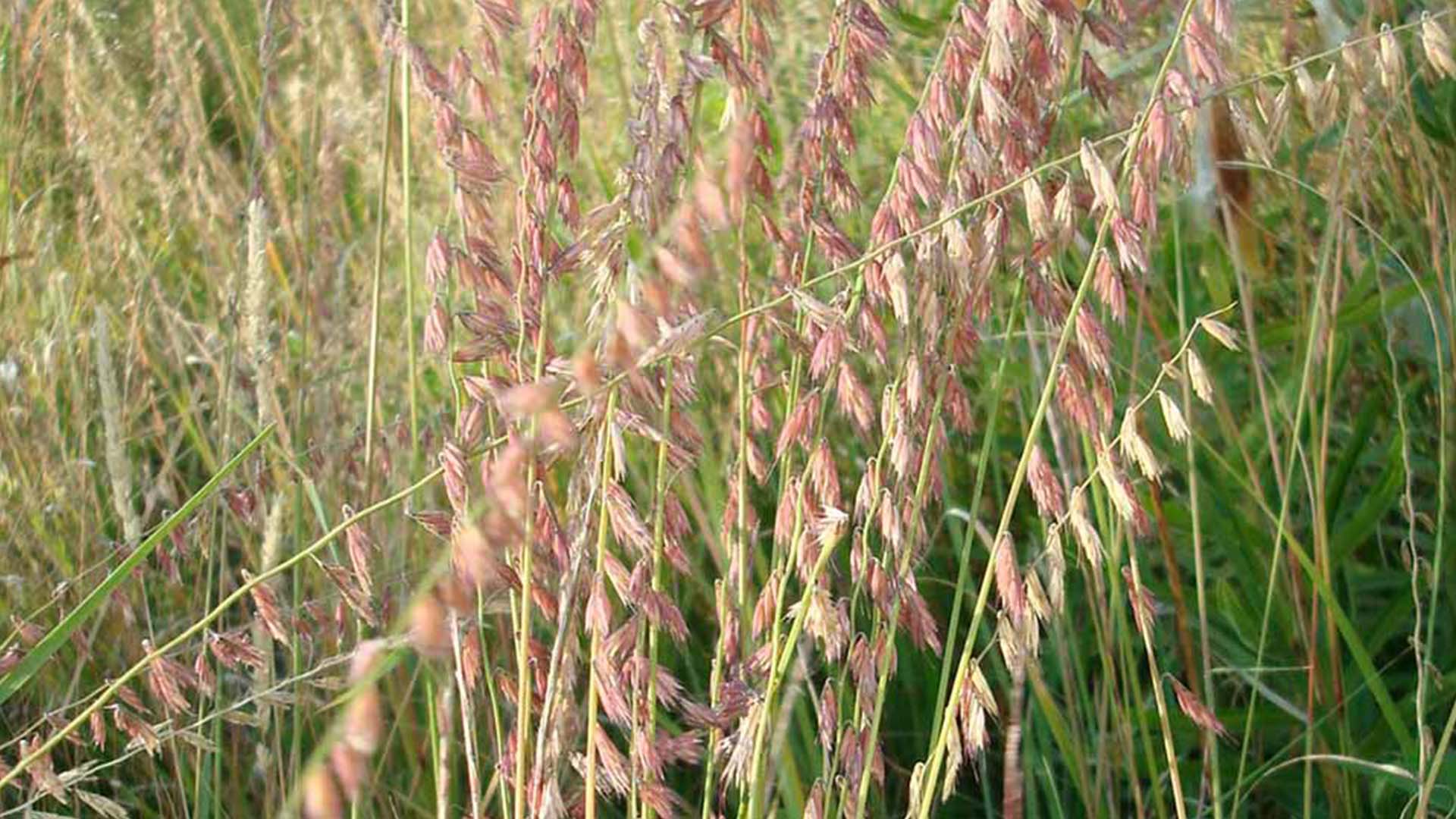 Sideoats Grama Grass
