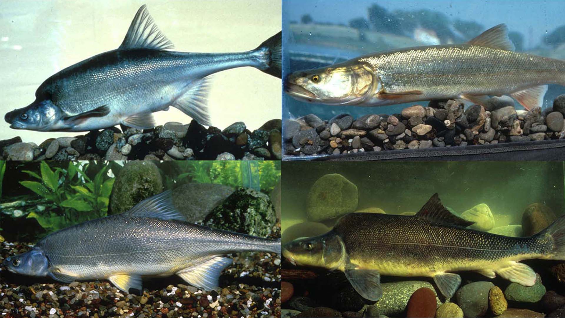 As part of our participation in the Upper Colorado River Endangered Fish Recovery Program, the goal is to help recover four species of fish. Clockwise from the upper left: the humpback chub, bonytail, Colorado pikeminnow and razorback sucker.