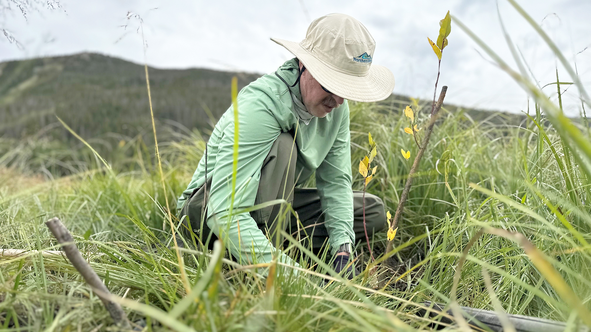 Man with a wide brim hat planting small willow trees in a valley following fire recovery efforts. 