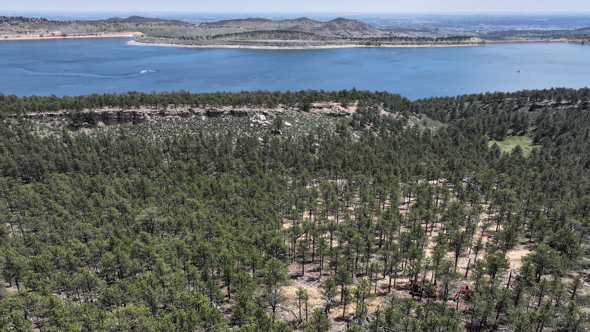 A forest with water in the background. The forest is being thinned to help in forest health.