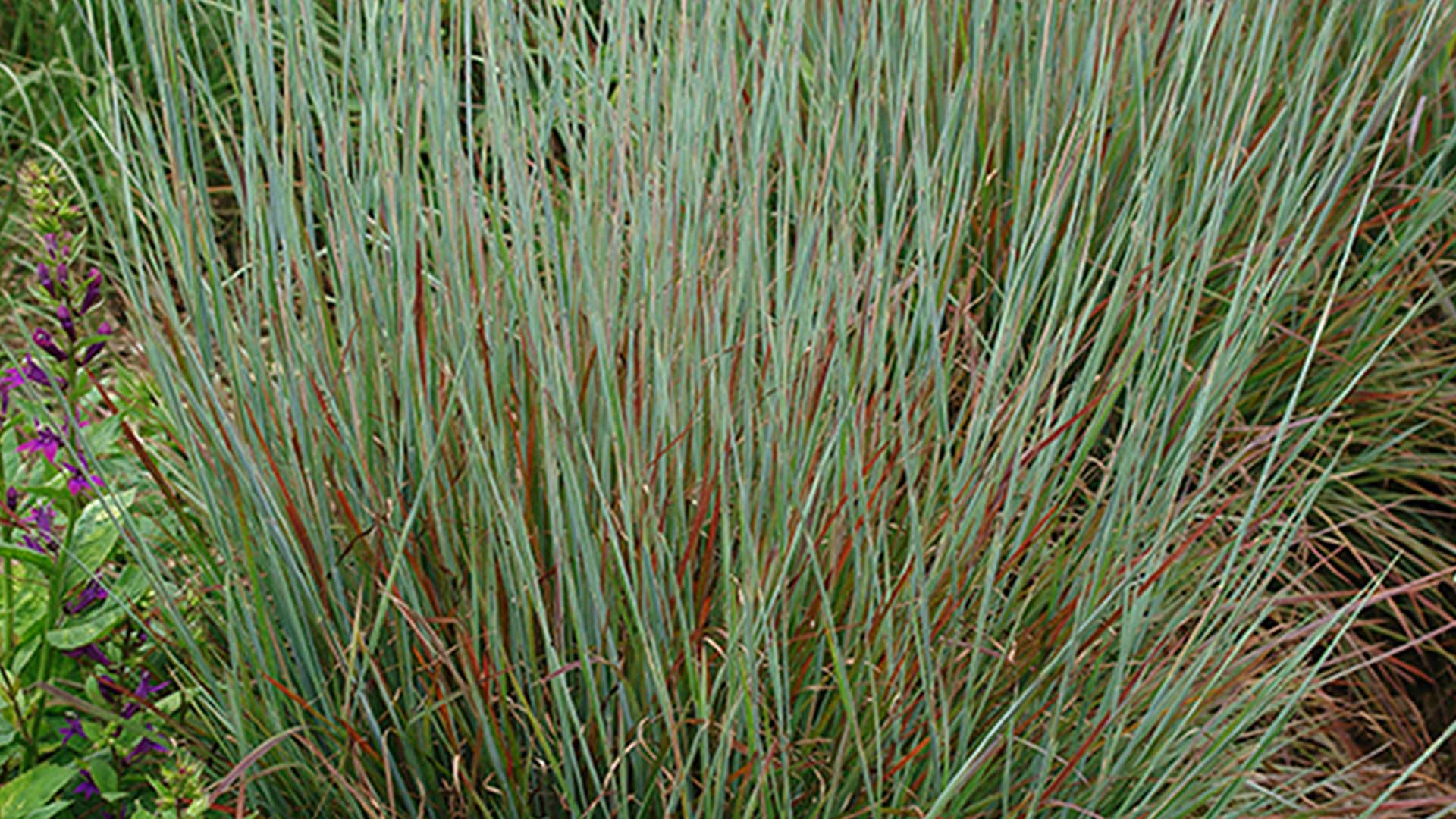 Standing Ovation Little Bluestem