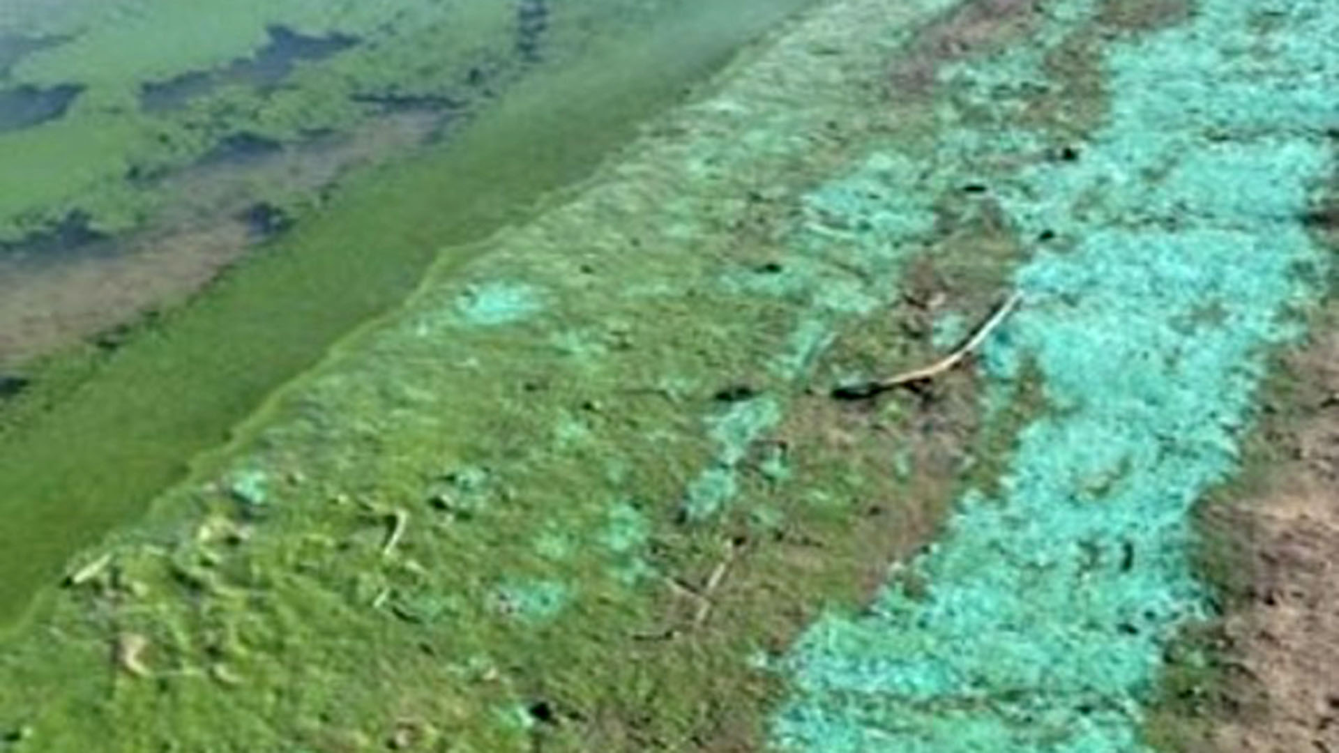 Algae growing along a water edge.