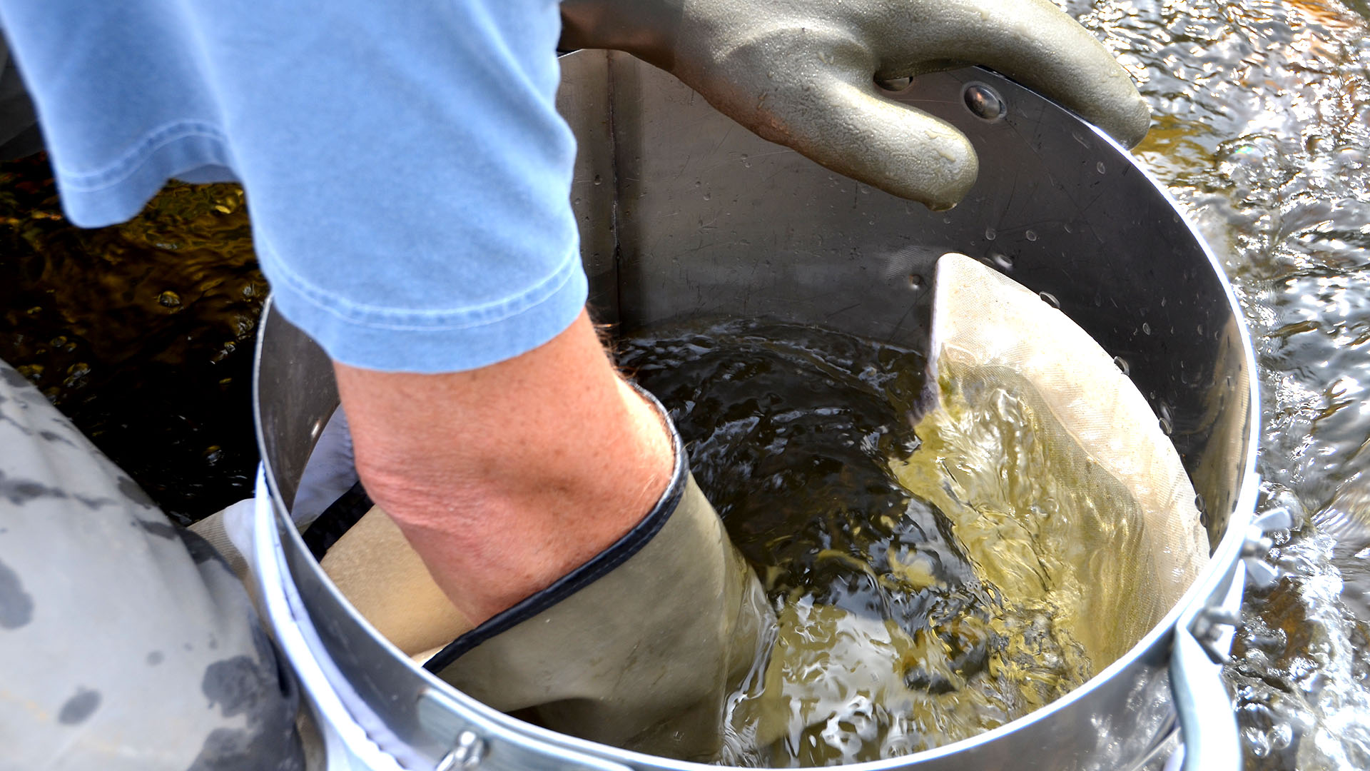 A man's hand fully gloved reaching into a bucket of aquatic bugs.