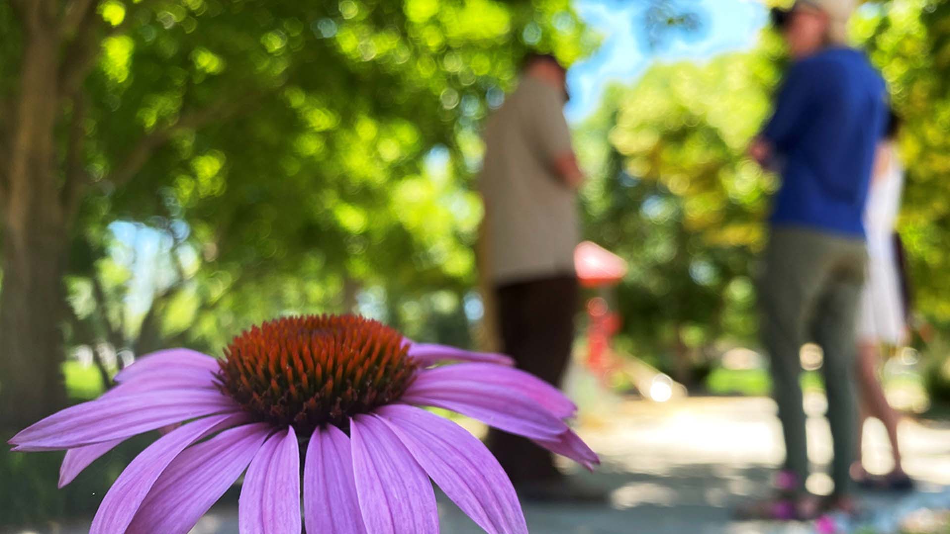 Flower in forefront with people standing in background reviewing grant project.
