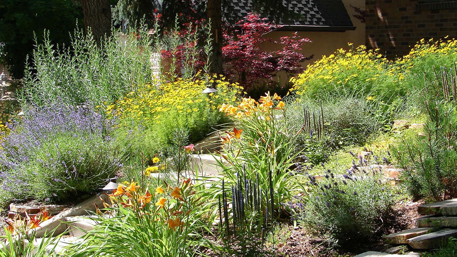 Water-wise plants along a walkway going up to a house front door. 