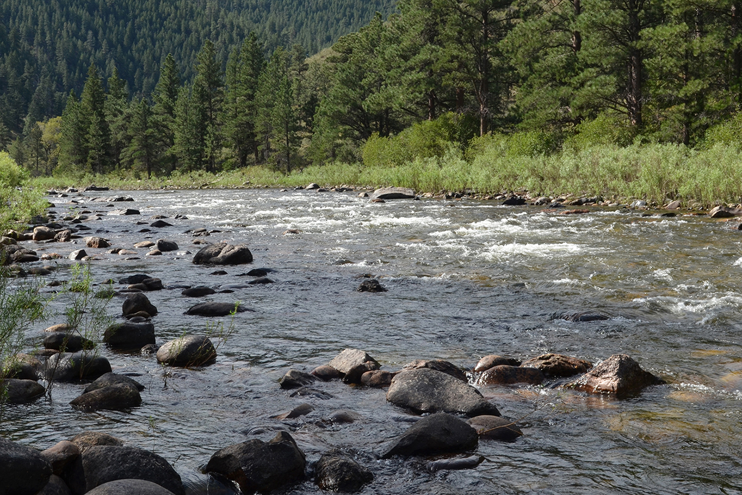 Poudre River near Fort Collins, CO