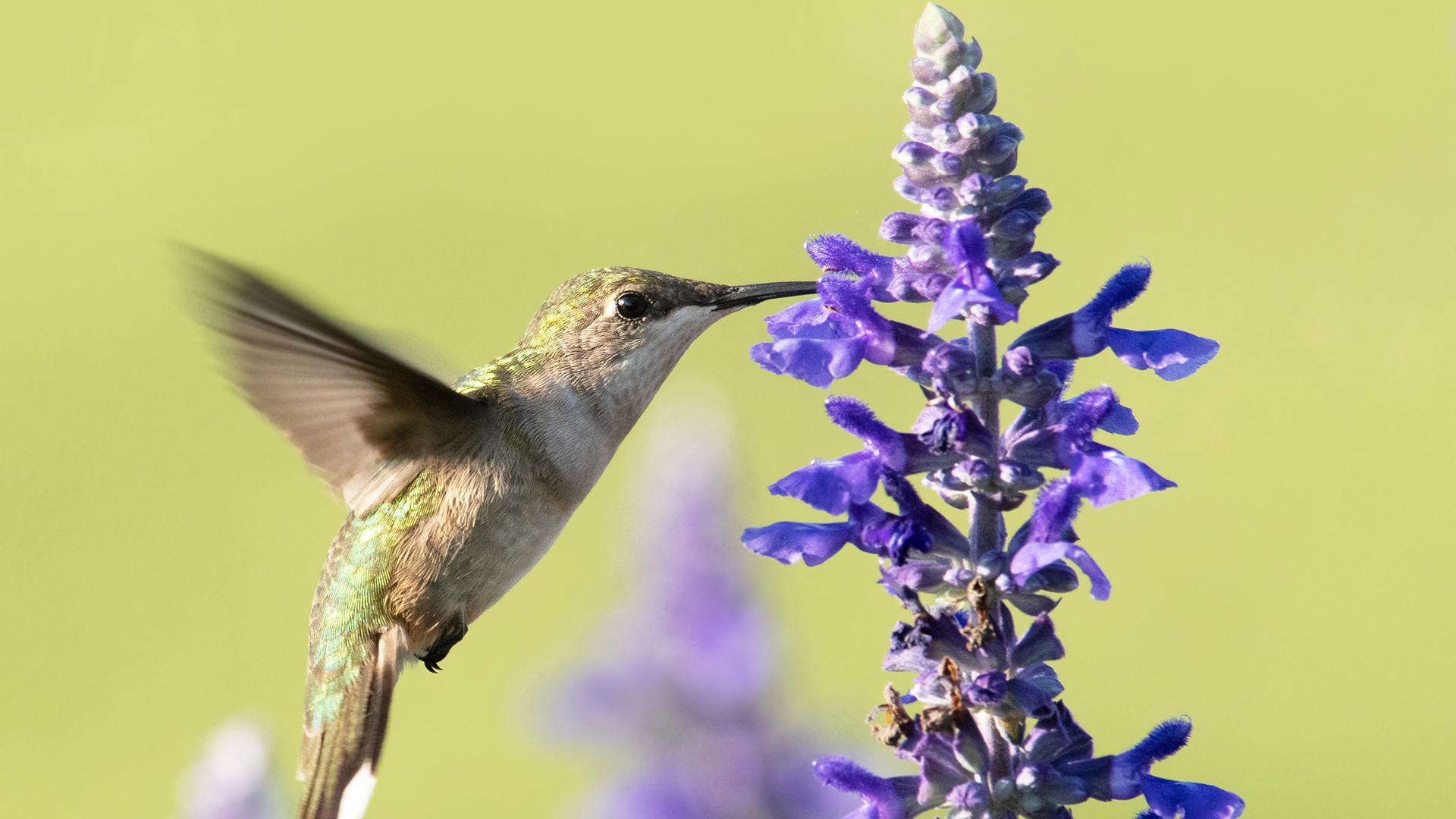 hummingbird fluttering on purple flowers