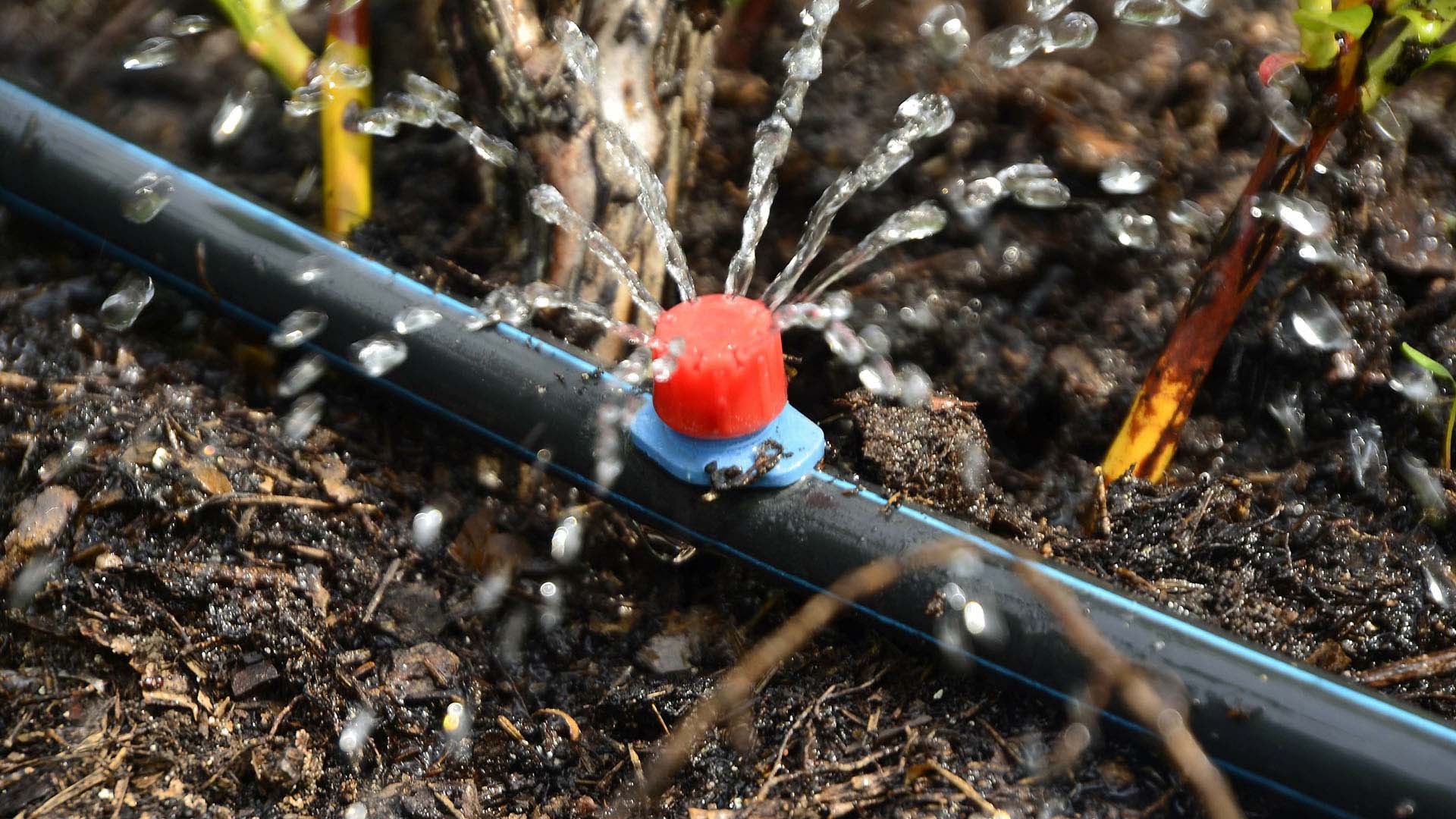 Water coming from a drip hose.