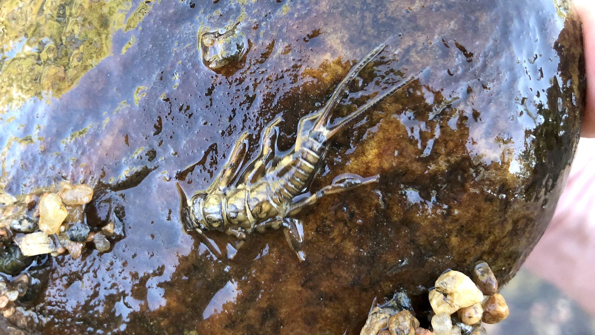 A macroinvertebrate bug that lives in water on a rock.