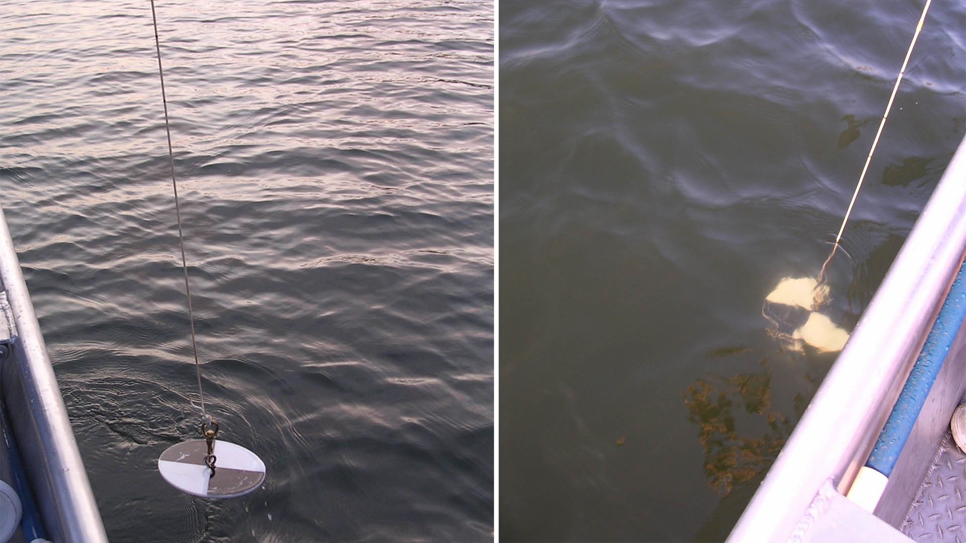 Secchi disc in water to determine water clarity.