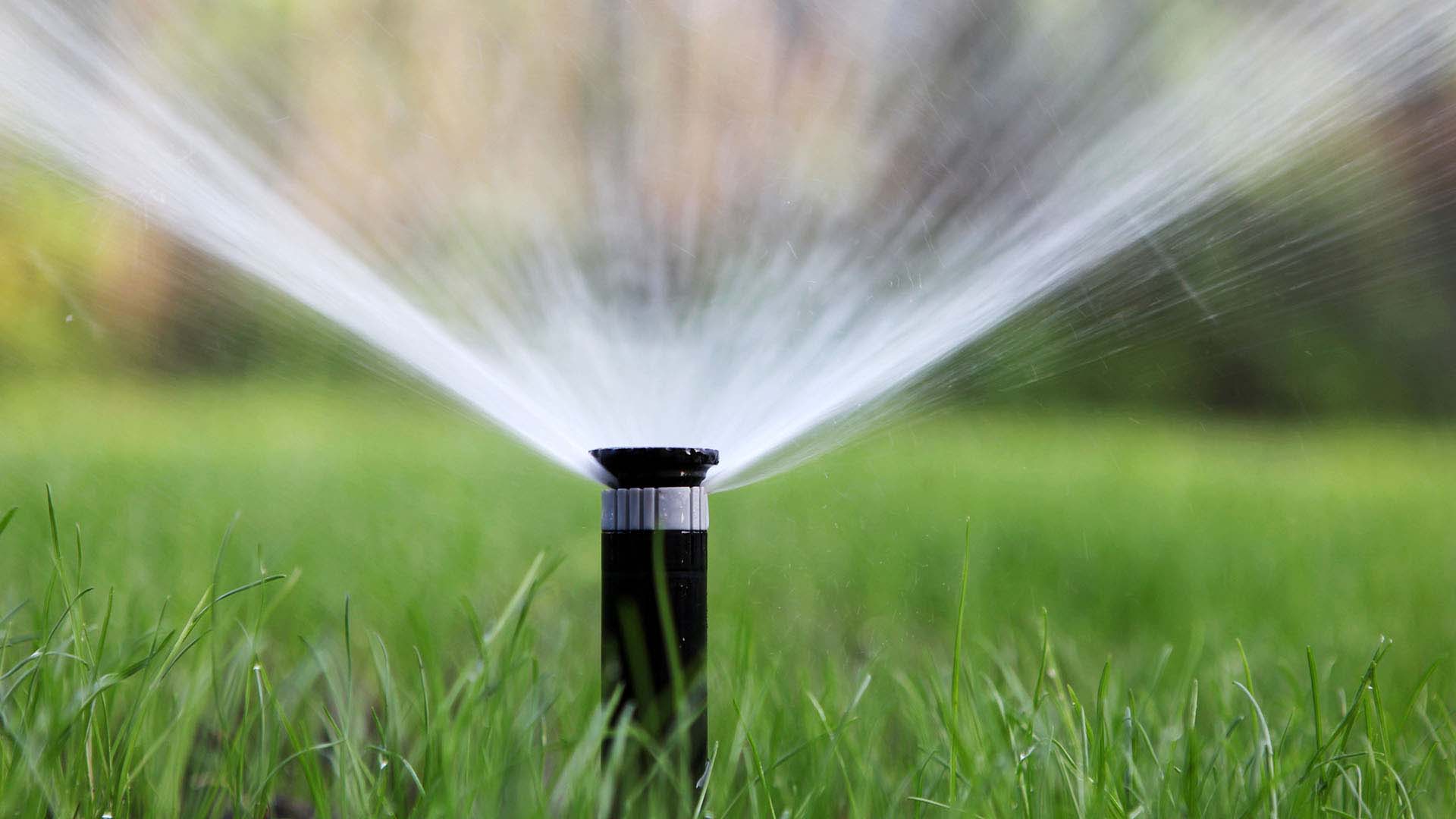 Water spraying up out of a sprinkler head.