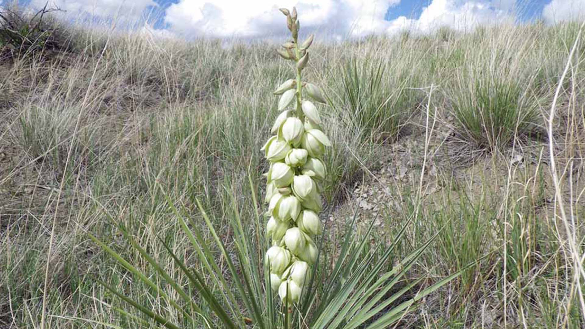 Soapweed Yucca