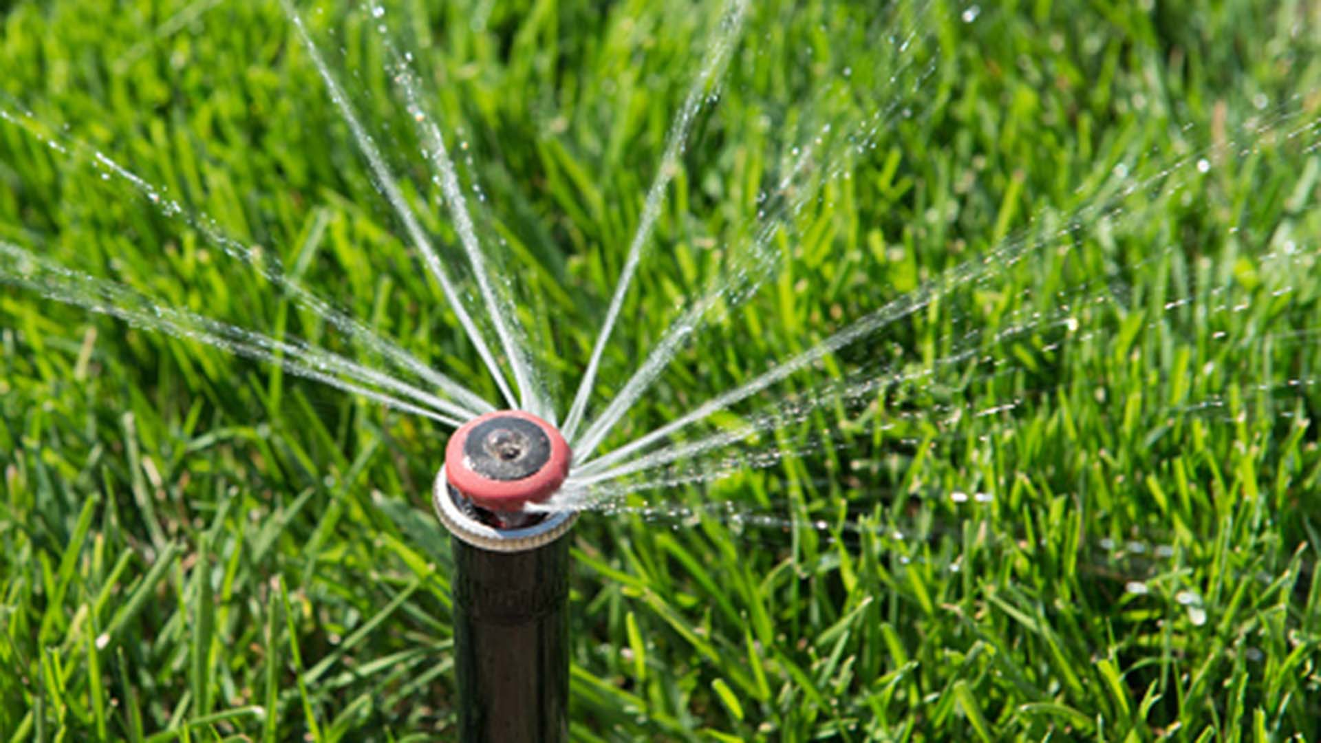 Sprinkler head spraying water on green grass.