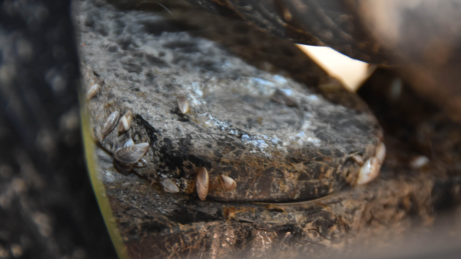 Zebra mussels