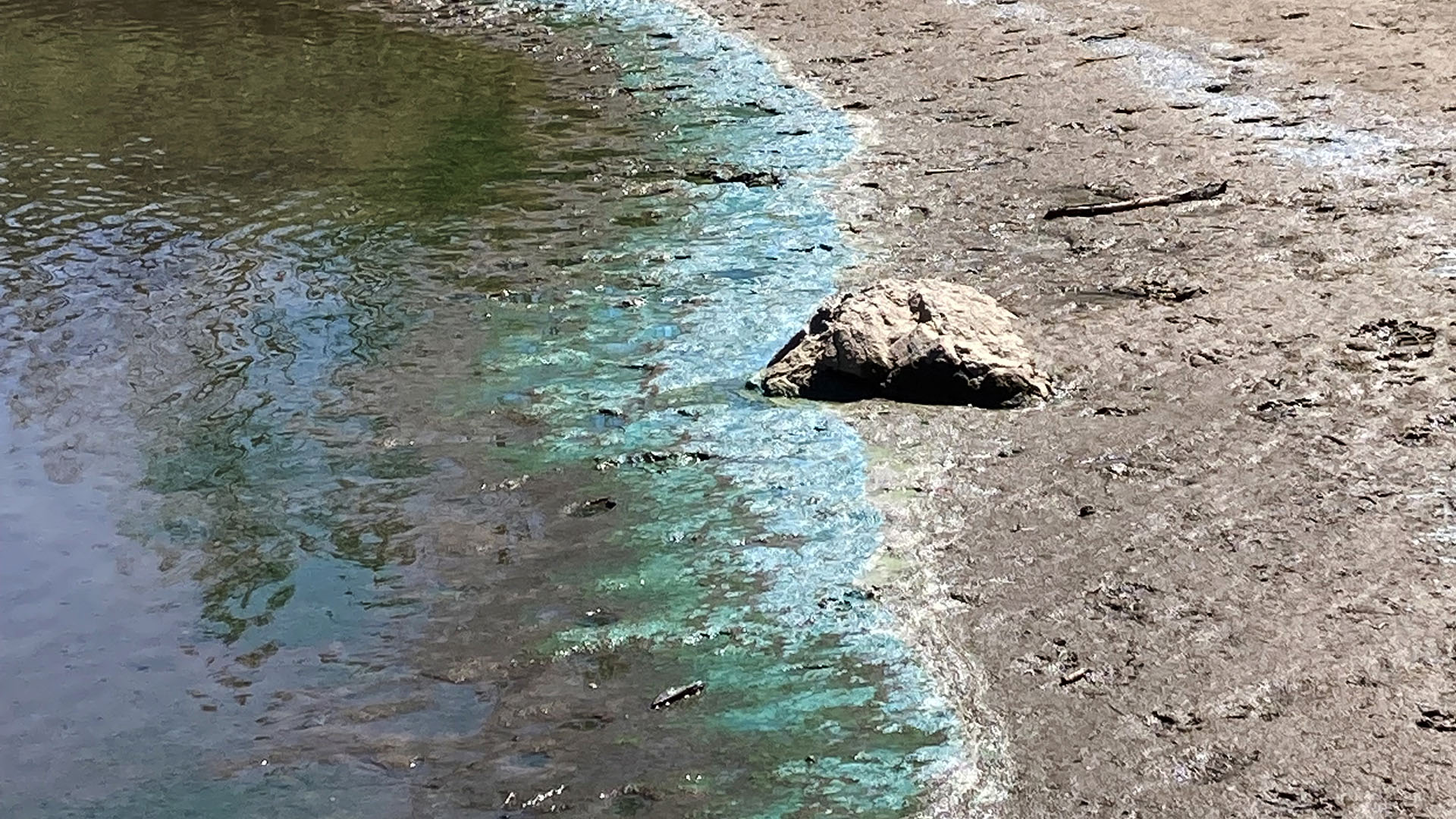 Algae growing along a water edge.