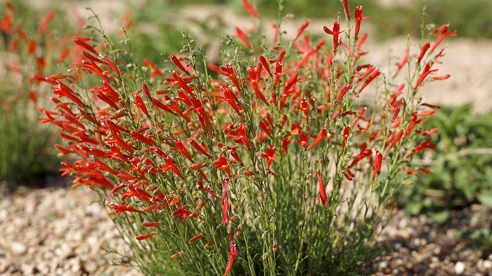 Pineleaf Penstemon perennial