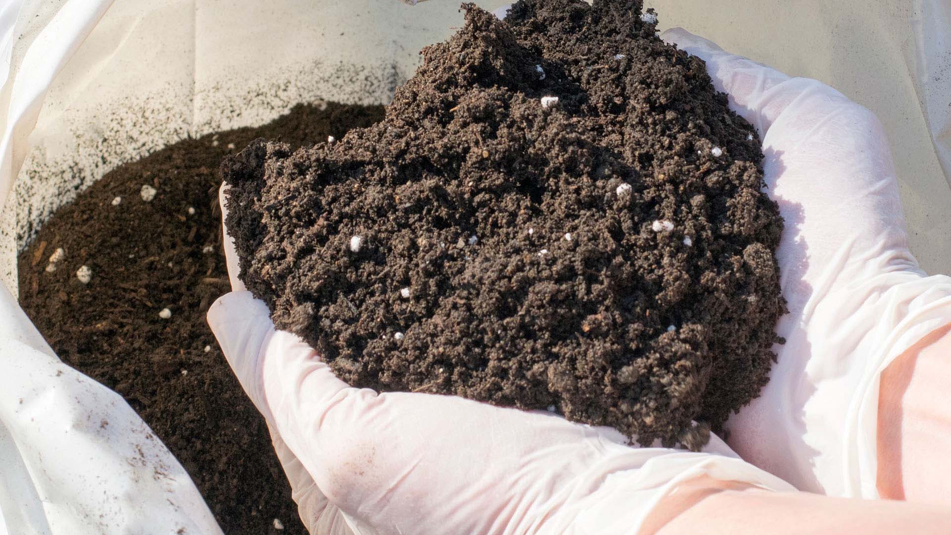 Dirt in the hands of a person wearing white gloves.