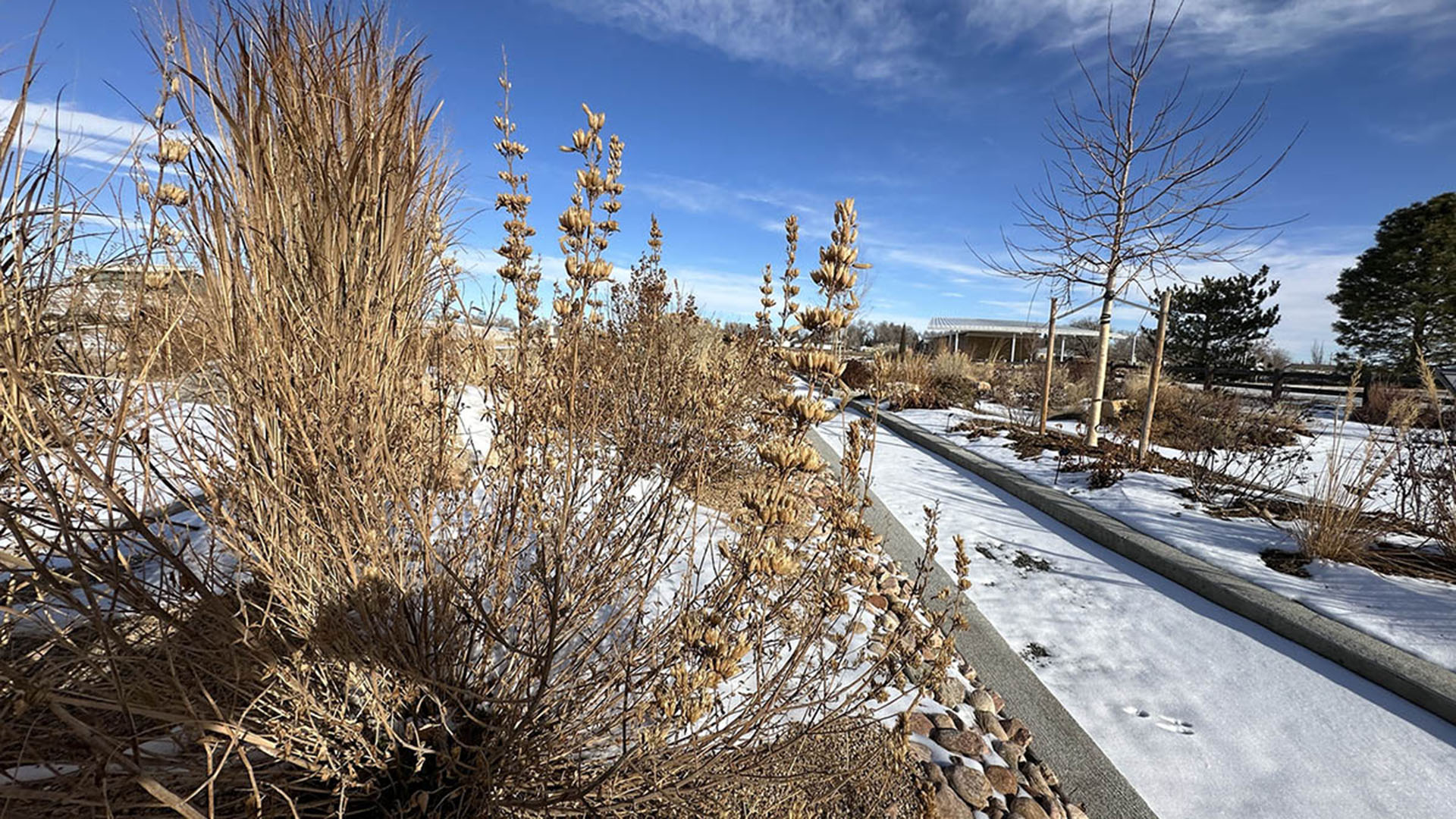 Long stems of dormant plants during a winter drought.