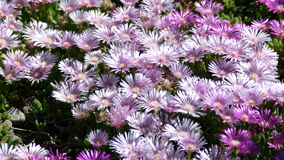 Lavendar ice plant