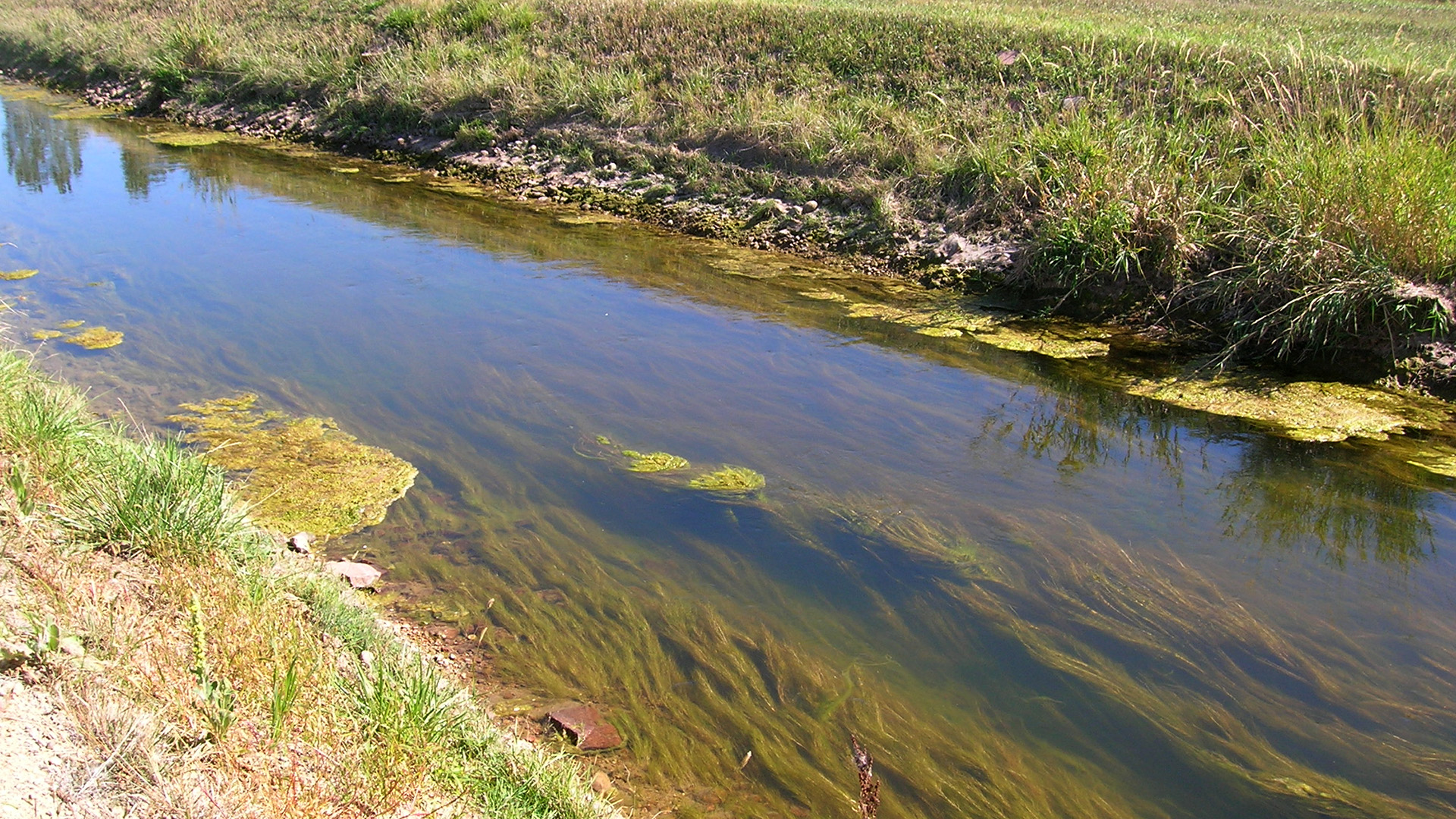 Algae in water.