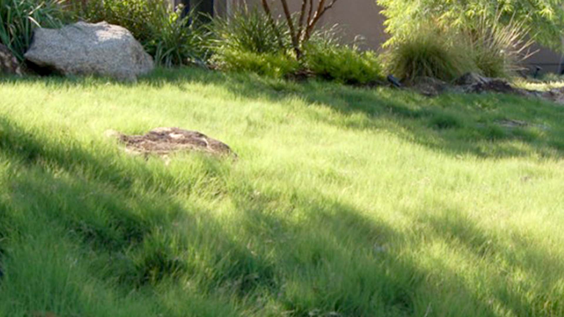 Buffalograss
