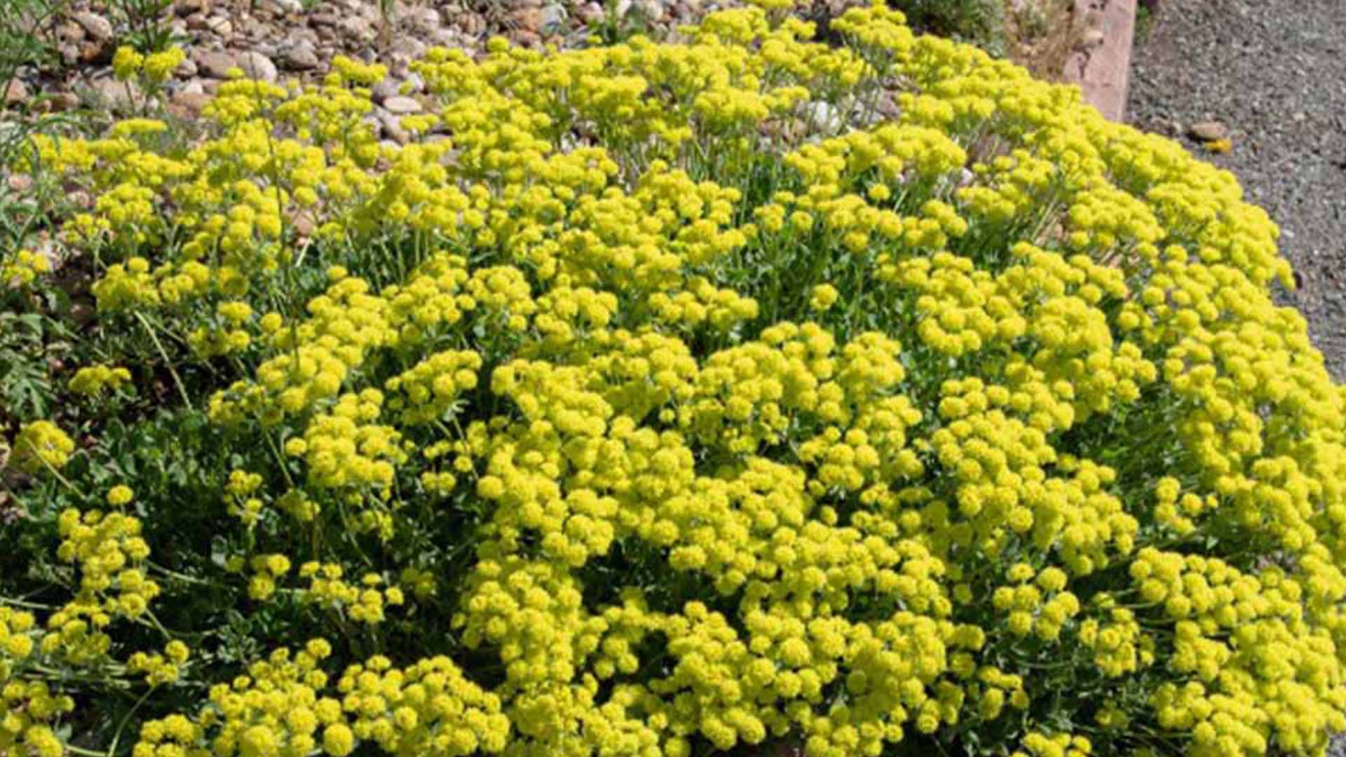 Sulphur Flower