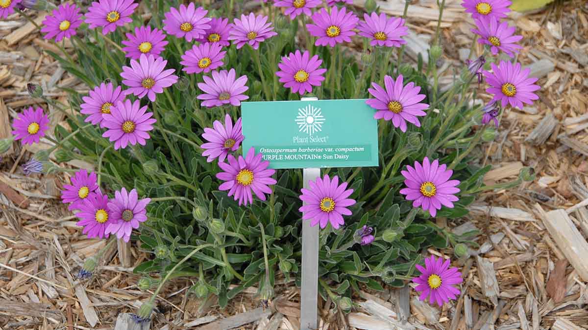 Mulch in a garden bed with a plant.