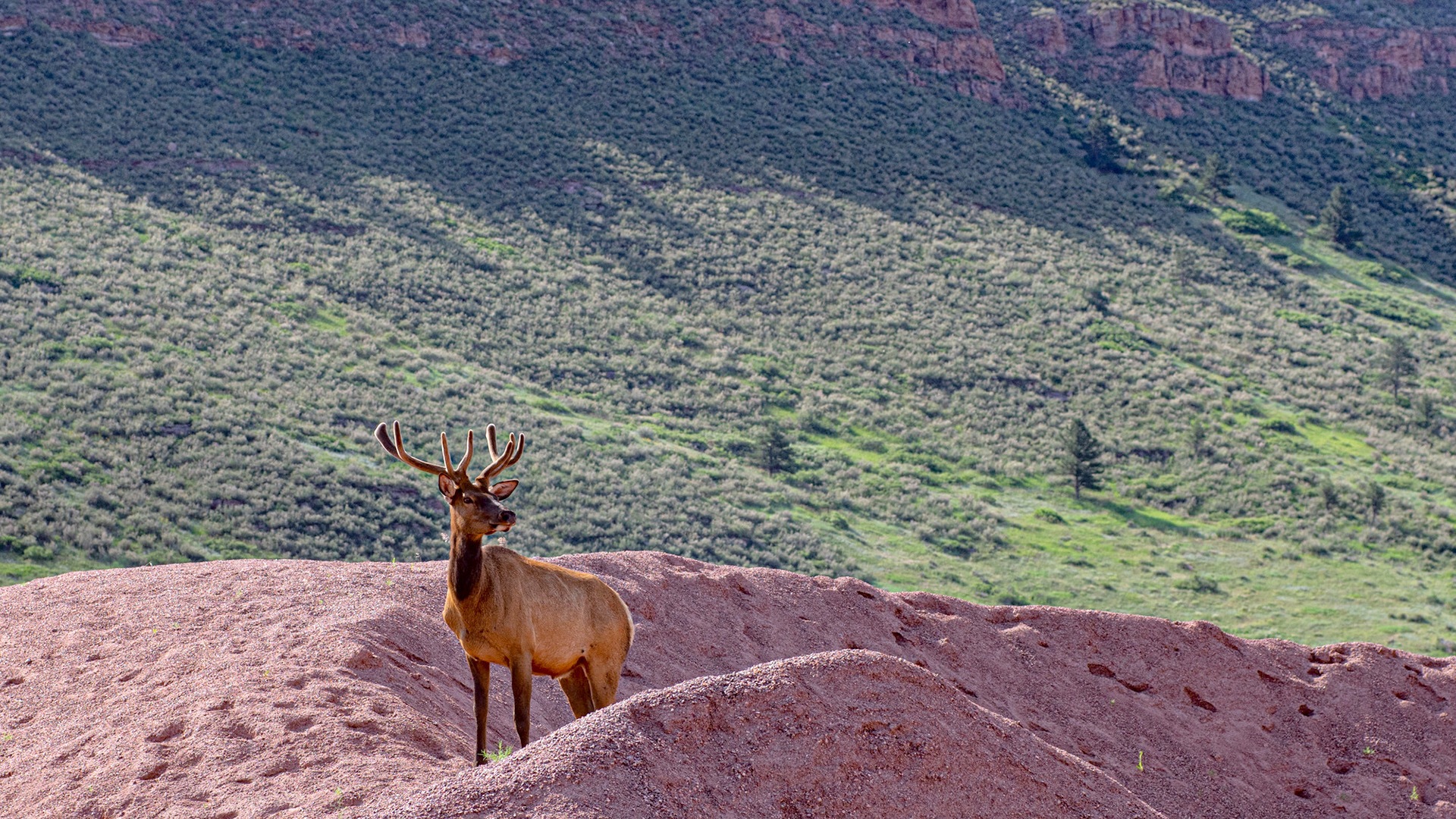 Elk standing on top of a mound of dirt looking at construction. 