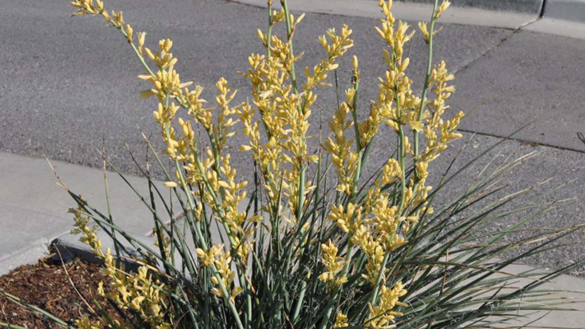 Yellow False Yucca