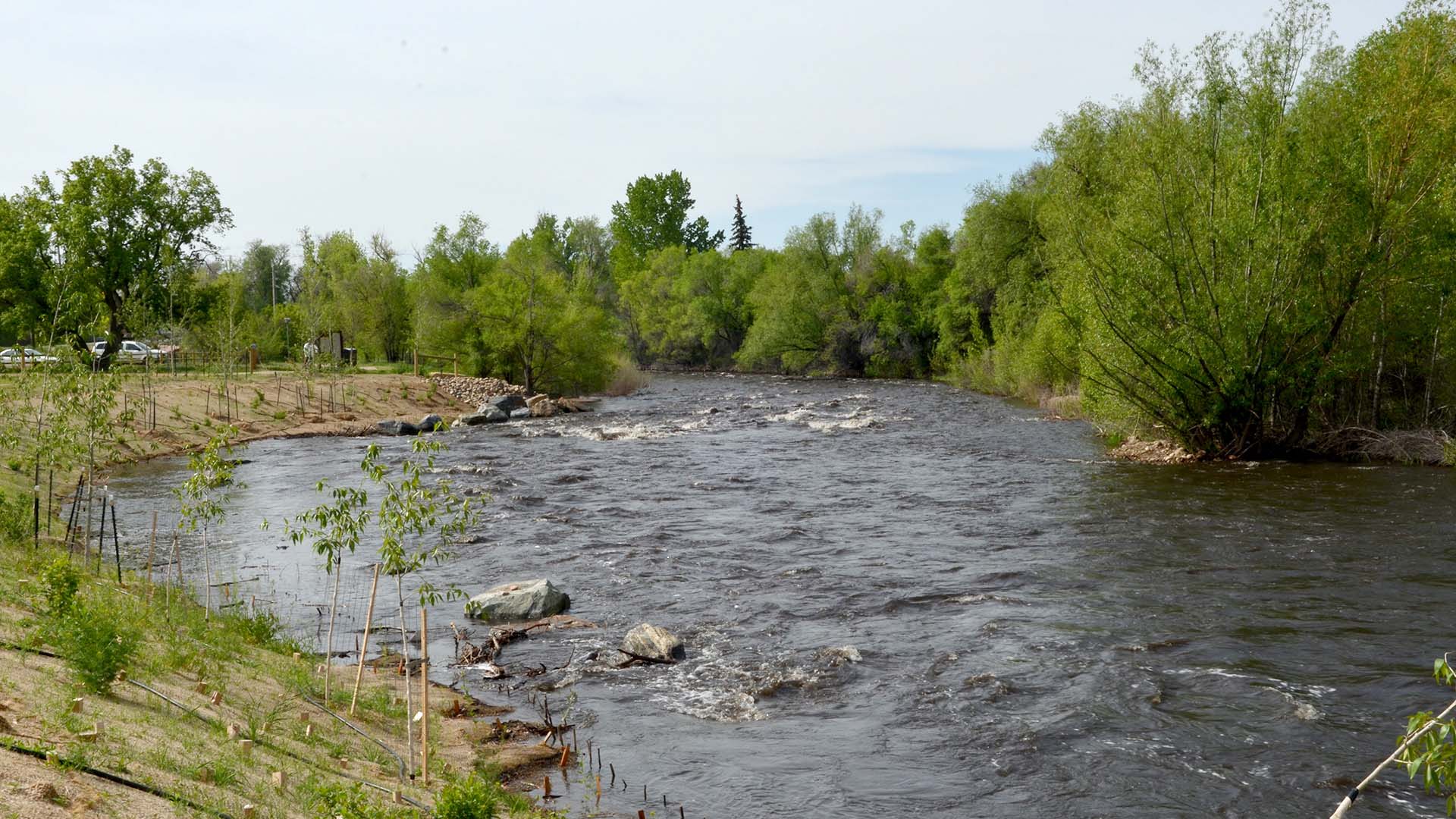Water in a river rolling over rocks. Trees around the banks. 