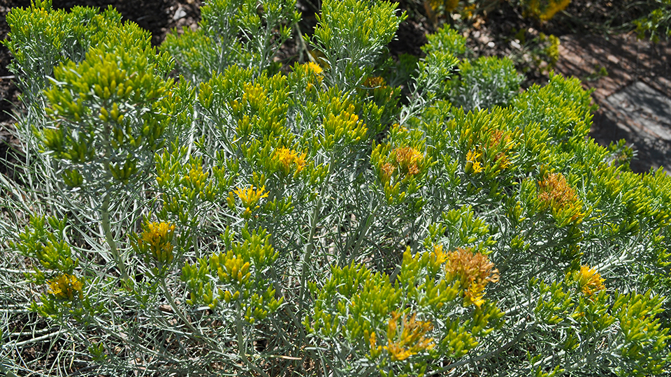 Dwarf Blue Rabbitbrush perennial